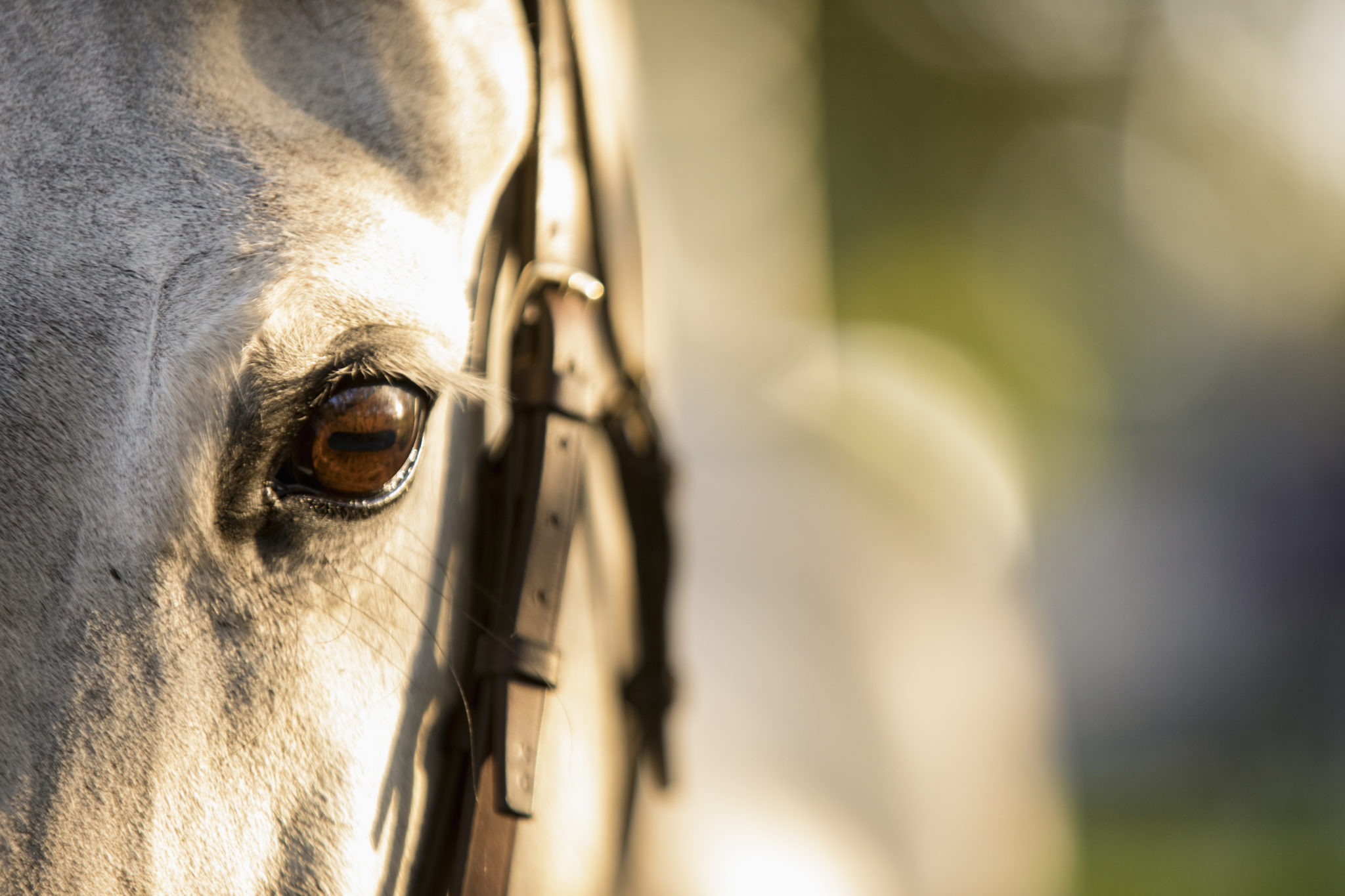 Fine Art Horses: A new offering from Collin Pierson Photography